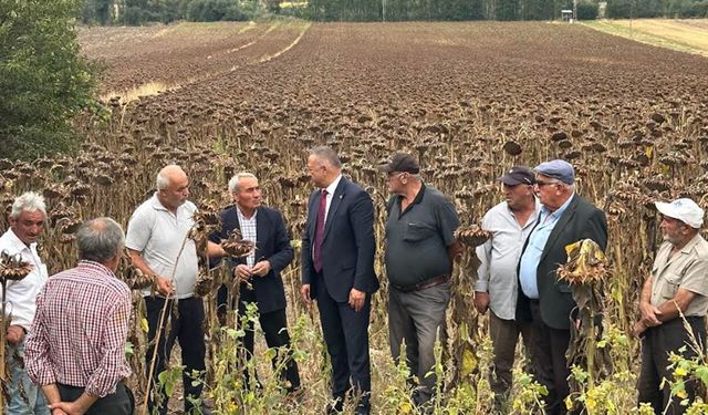 Tahtasız: “Hasat başladı ancak üretici fiyat bekliyor"
