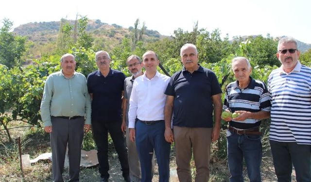 İskilip’te üzüm bağında yerel çeşitler incelendi