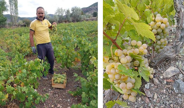 Bağ bozumu başladı: Ayağıbüyük üzümü tezgâhlardaki yerini aldı