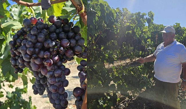 Ortaköy’de bağcılık yapan üreticiye destek çağrısı