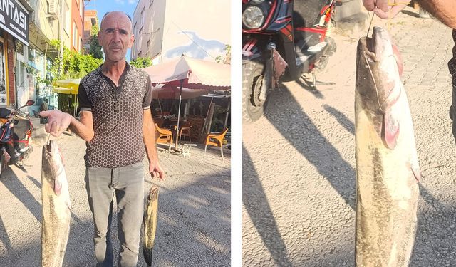 Kızılırmak’ta oltalar boş dönmüyor: Yayın balığı bereketi