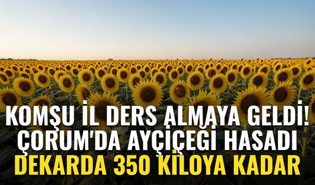 Komşu il Çorum'a ders almaya geldi! Hasat sürüyor, dekarda 350 kiloya kadar verim bekleniyor