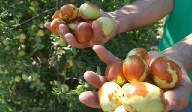 Üretimi yaygınlaşıyor: Tezgahlarda yerini aldı