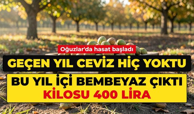 Geçen yıl ceviz hiç yoktu. Bu yıl içi bembeyaz çıktı, kilosu 400 lira
