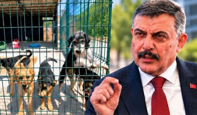 İçişleri Bakanı Mustafa Çiftçi’den sahipsiz hayvan açıklaması: "Barınaklardan sahiplensinler"