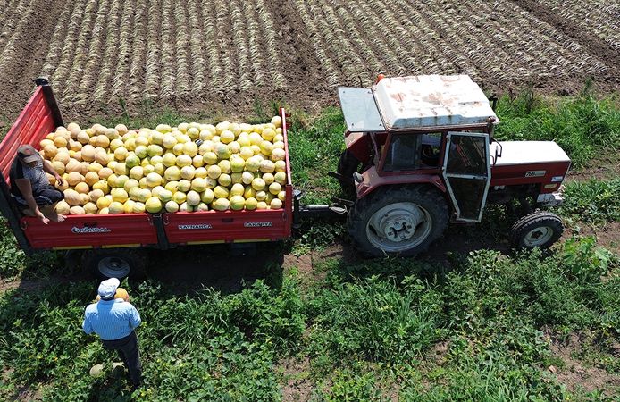 Çorum sofralarına tatlı yaz lezzeti: Süheyla kavunu Bafra'dan geliyor