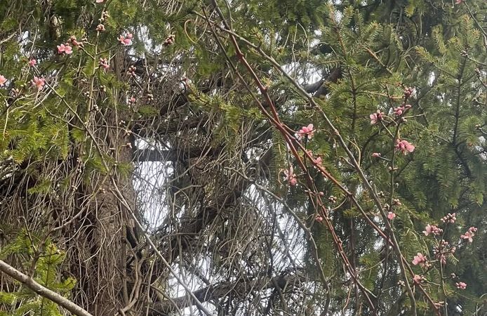 Çorum’da ağaçlar şubatta çiçek açtı