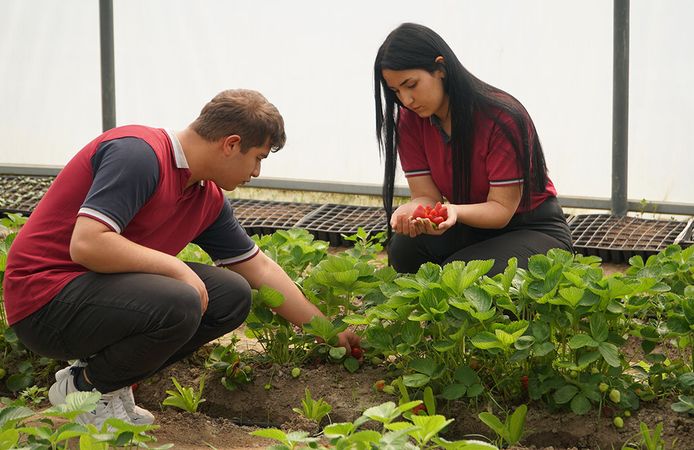 Çorum'daki bu ürünler öğrenciler tarafından yetiştiriliyor