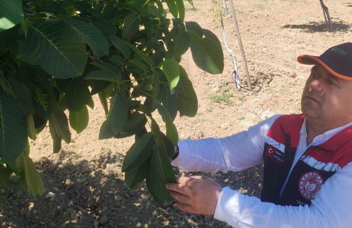 Seydim Köyü’ndeki ceviz bahçeleri incelendi