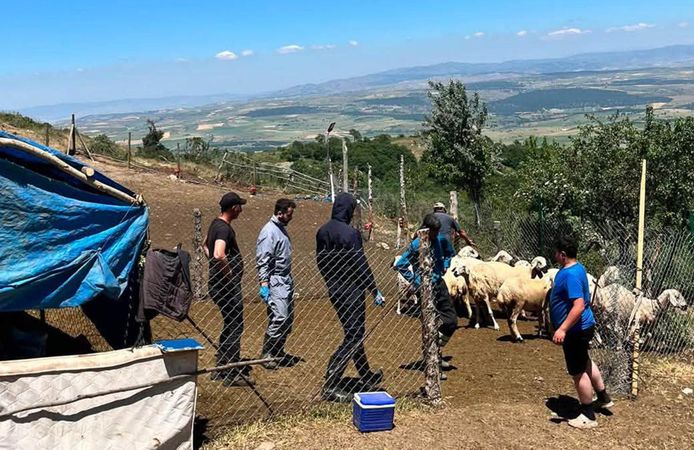 Mecitözü’nde aşılama ve küpeleme çalışmaları devam ediyor