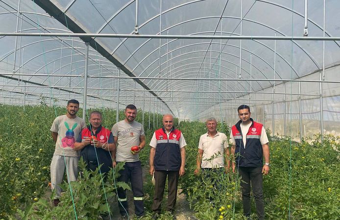 Örtü altı domates üretimi sıkı denetimden geçiyor
