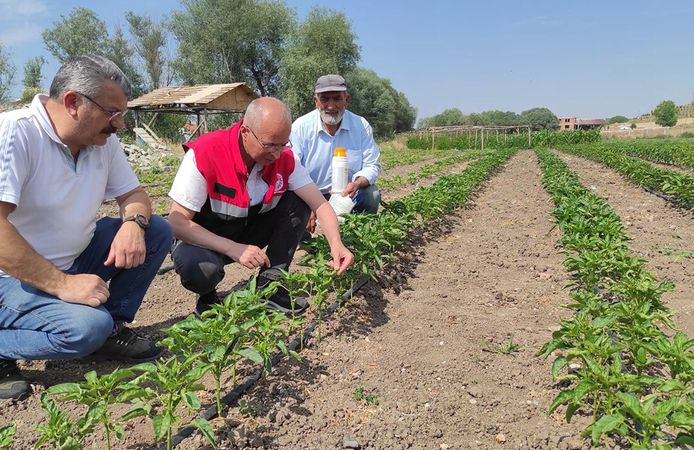 Alaca’da sebze bahçeleri mercek altında