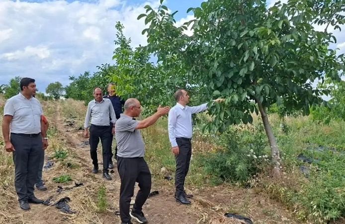 Atıl araziler üretime kazandırıldı: Bakın ne yetiştiriliyor?
