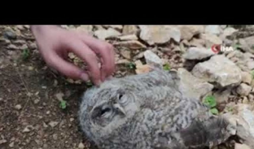 Doğada bulunan yavru puhu koruma altına alındı