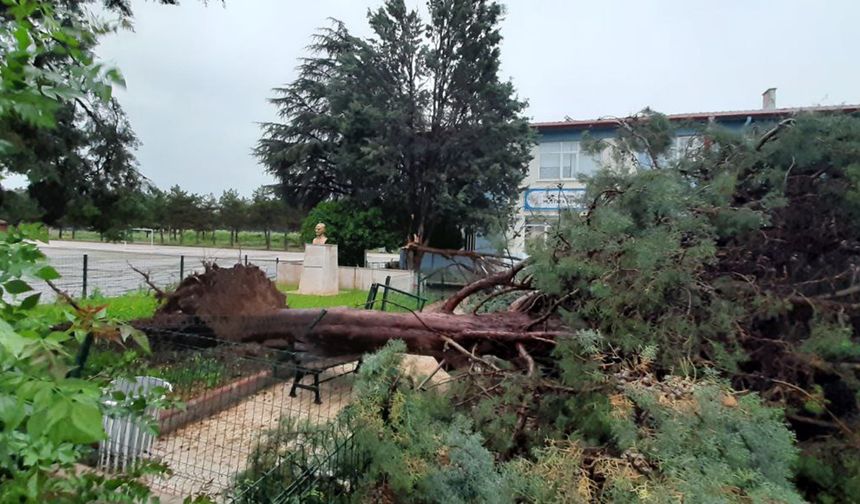 Çorum'u kuvvetli rüzgar, sağanak ve dolu vurdu! Ağaç kökünden söküldü