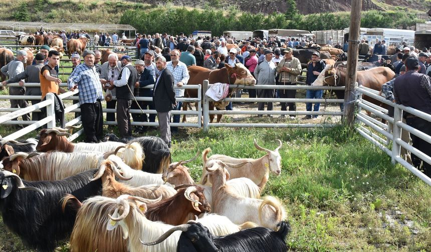 Hayvan pazarında kurbanlıklar görücüye çıktı