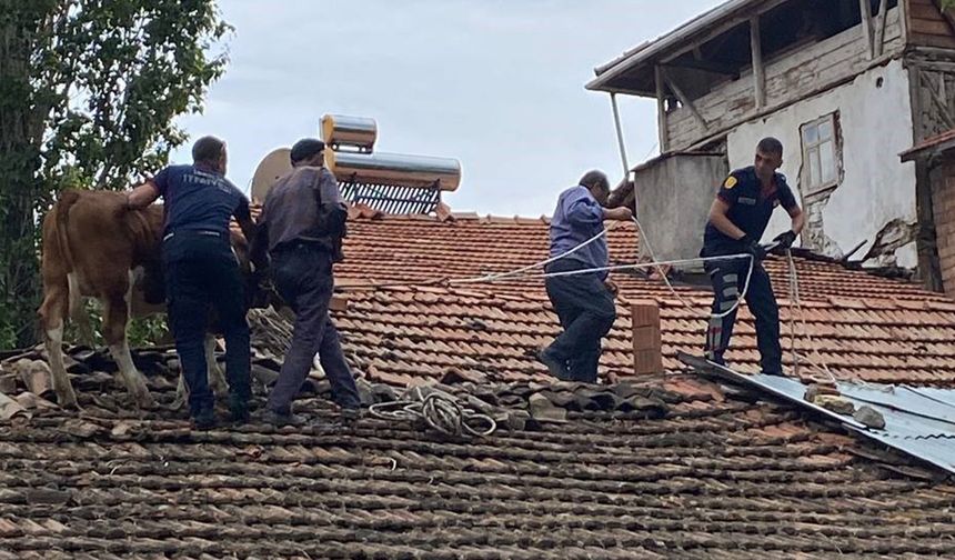 Çatıya çıkan ineği itfaiye ekipleri kurtardı