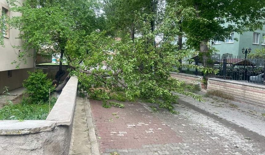 Sungurlu'da fırtına ağaçları devirdi, toteme zarar verdi