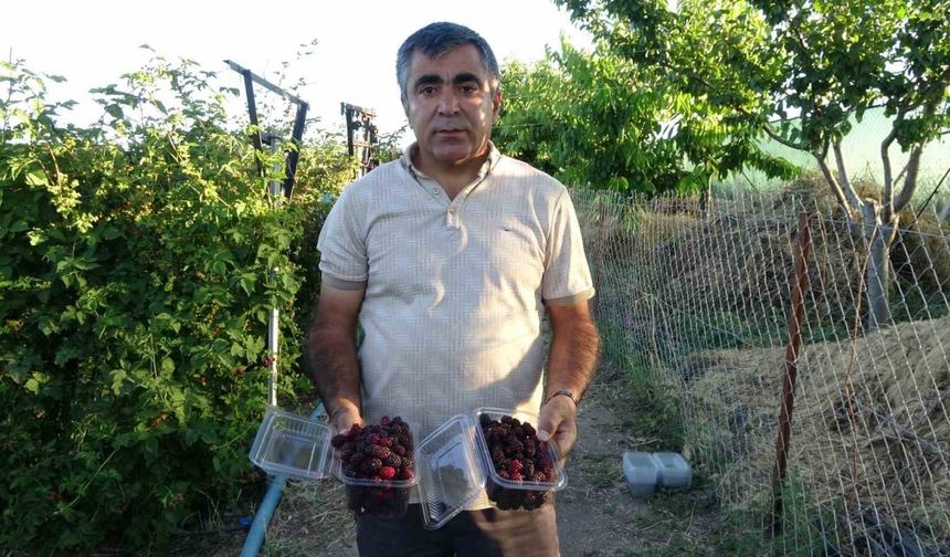 Yozgat'ta Bir Başarı Öyküsü: 300'den 3.000 Köke Böğürtlen Bahçesi