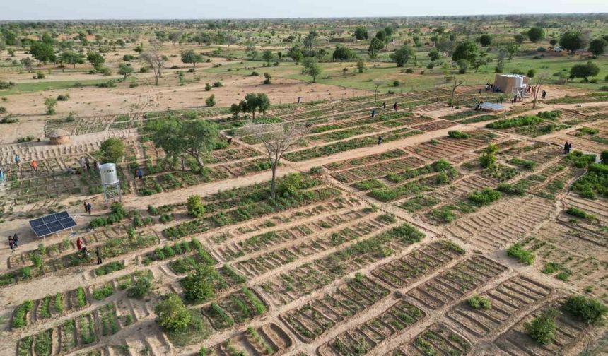 TİKA Nijer’de 100 kadın yararına sebze ve moringa üretim bahçesi kurdu