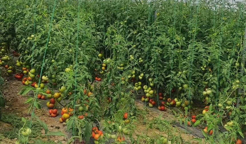 Tarım Müdürlüğü, seralardaki hastalık ve zararlılarla mücadele ediyor