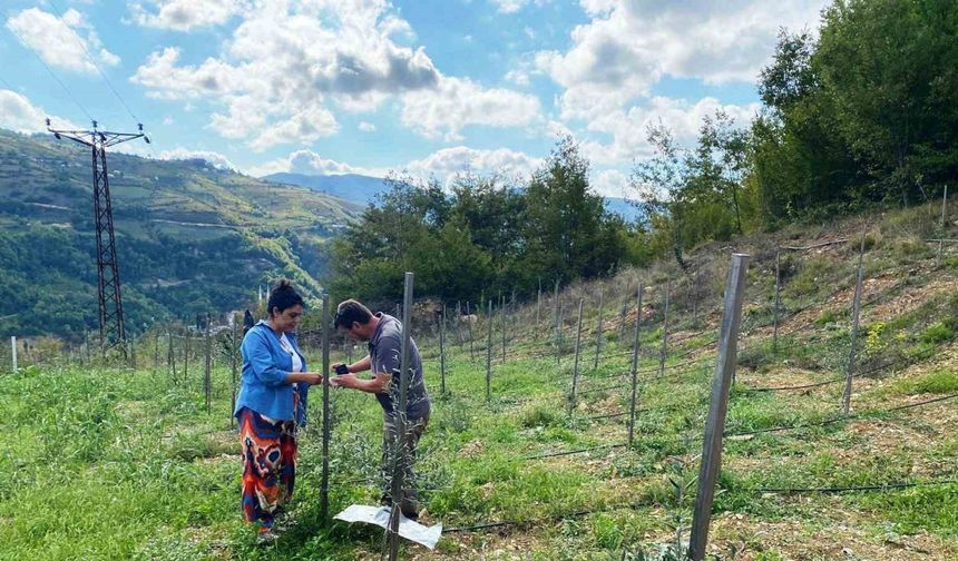 Zeytin fidan tırtılı uyarısı