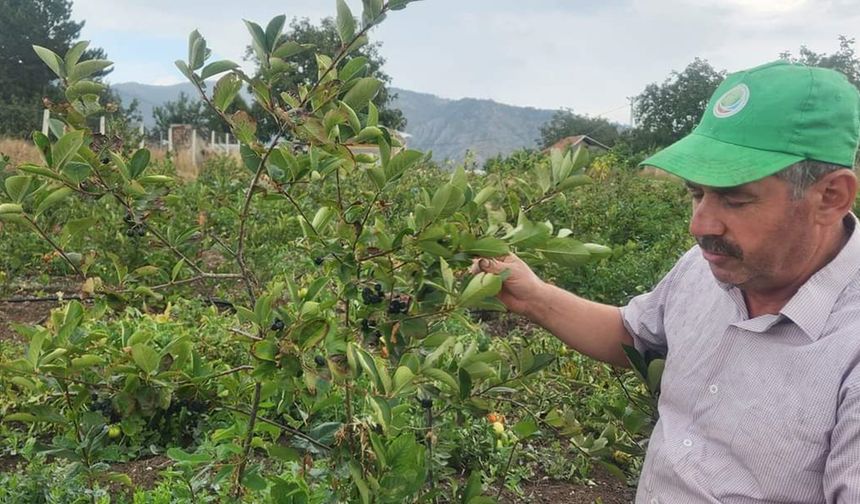 Çorum'un bu ilçesinde Aronya hasadı başladı! Her tanesinde binbir şifa var