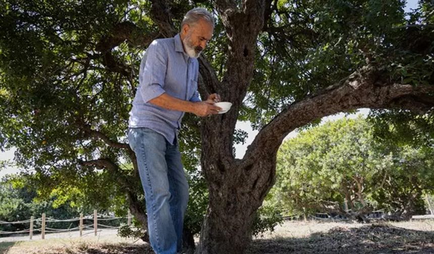 Çeşme'de sakız hasadı: Yunanistan'ı tahtından eden reçine!