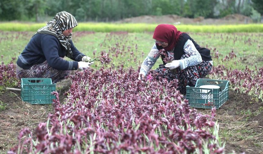 Çorum'un bu ilçesinde çiftçilere salep yetiştiriciliği eğitimi verildi