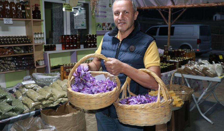 Karabük'te mora bürünen safran tarlaları ziyaretçilerini ağırlıyor