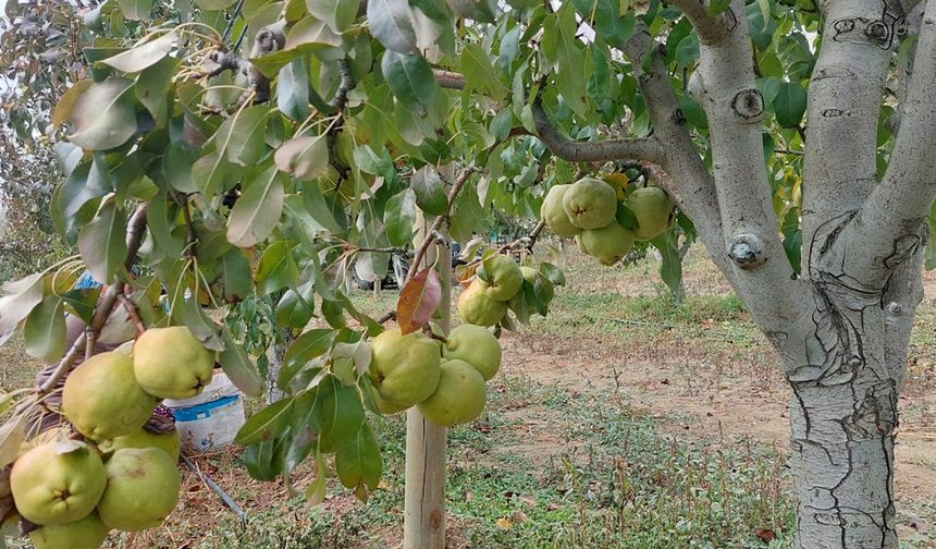 Çorum'un bu köyünde Deveci Armutu hasadı başladı!