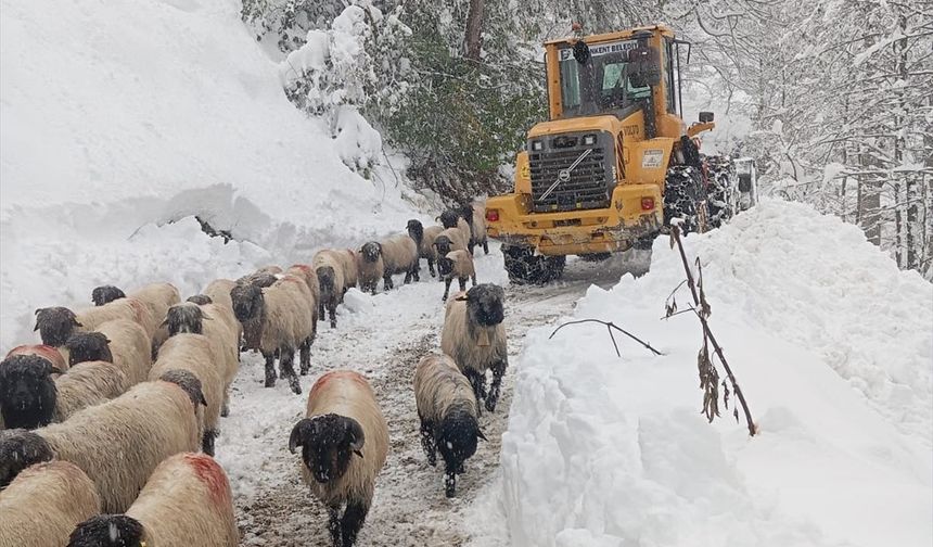 Orta ve Doğu Karadeniz'de karla mücadele çalışmaları sürüyor