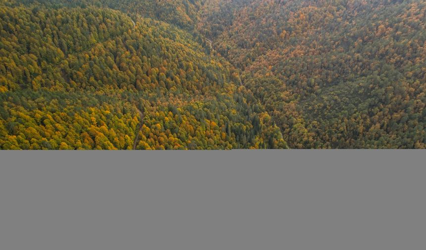 Zonguldak ormanları sonbahar renklerine büründü