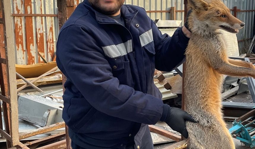 Zonguldak'ta yaralı tilki tedavi altına alındı