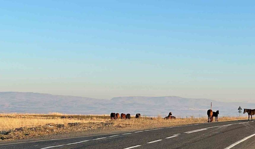 Başıboş atlar tehlike saçıyor