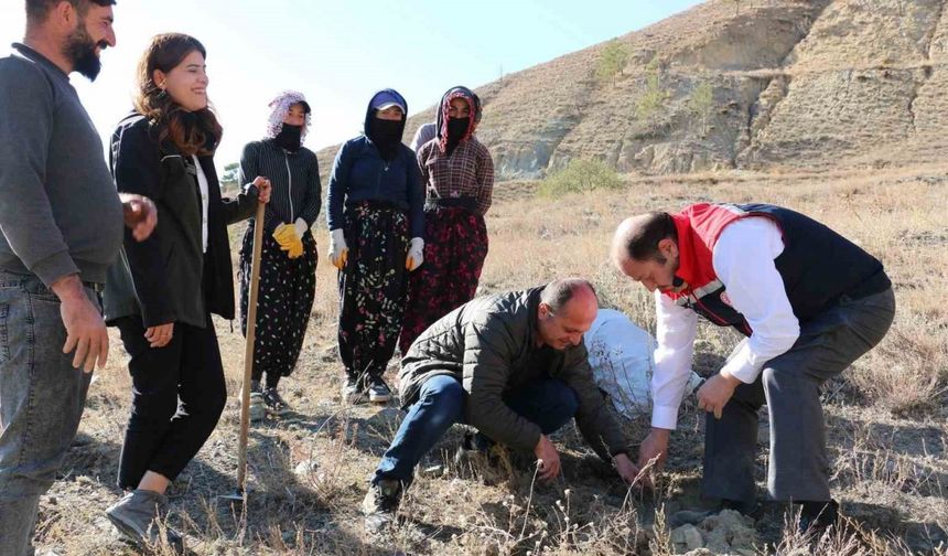 Erzincan’da Tuz Çalısı Ormanı kuruldu