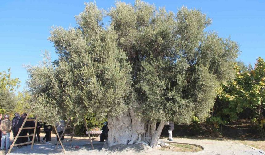 Mersin’de bin 300 yıllık zeytin ağacından hasat yapıldı