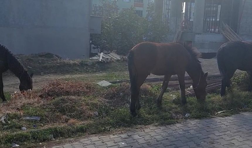 Tekirdağ sokaklarında bu kez başıboş atlar gezintide