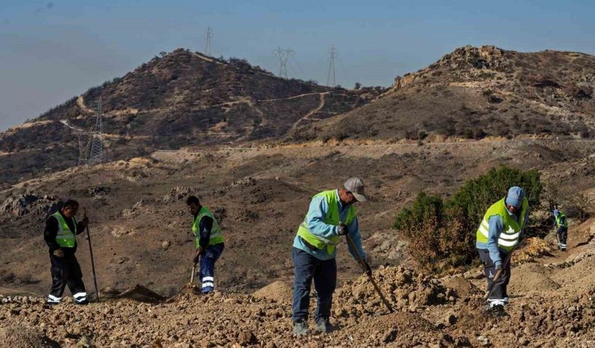 Yanan araziler bal ormanıyla küllerinden doğuyor