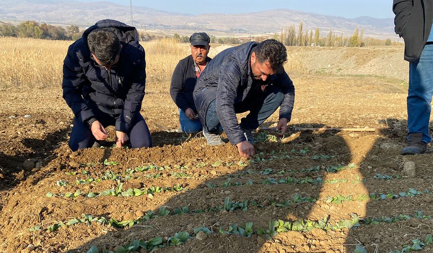 Çorum'un bu ilçesinde salep yetiştiriciliği başladı! İlk fidanlar toprakla buluştu