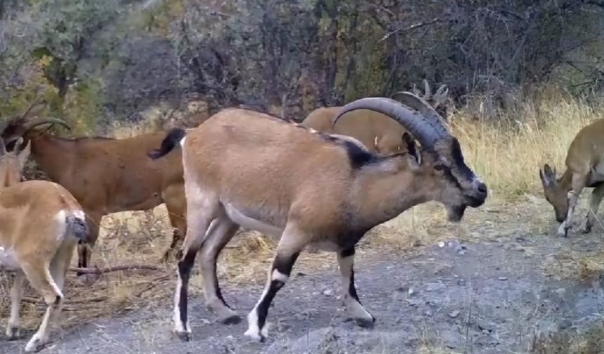 Nesli tehlike altındaki Yaban Keçileri Çorum'da doğal habitatlarına geri dönüyor!