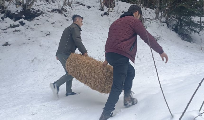 Bolu'da yaban hayvanları için doğaya yem bırakıldı