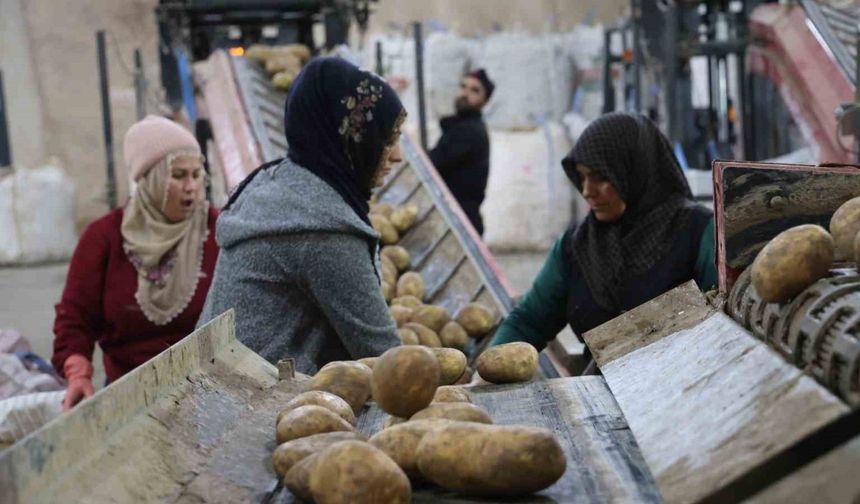 2024 yılında 6 milyon 500 bin ton patates üretimi yapıldı