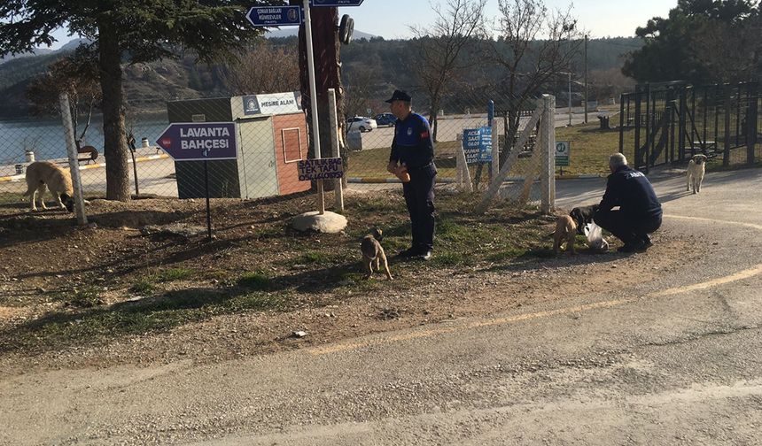 Çorum Belediyesi soğuk kış günlerinde sokak hayvanlarını unutmadı!