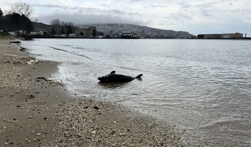 Sinop'ta ölü yunus kıyıya vurdu