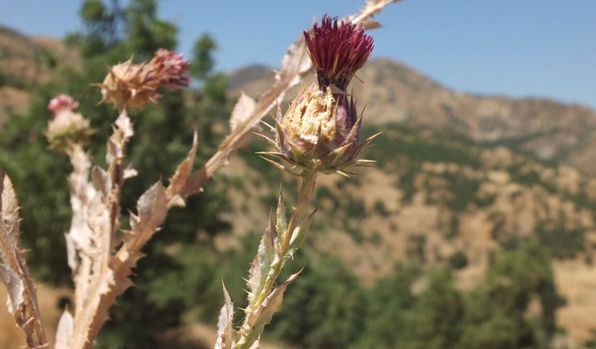 Erbilkızanı Bitkisi nedir? Şırnak’ta keşfedilen yeni tür Türkiye florasına girdi