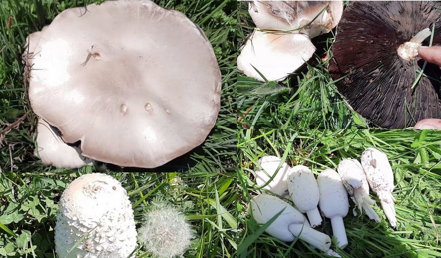 Çorum’da ‘Mantar’ zamanı: Söbelen ve  Kuzugöbeğinin bilinmeyen faydaları