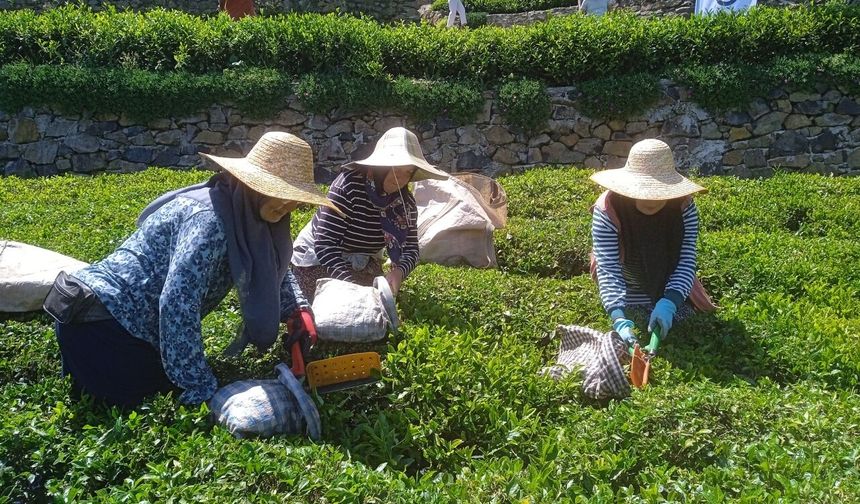 Giresun'da yeni sürgün çay hasadı etkinliği yapıldı