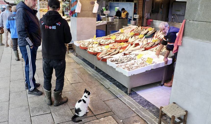 Trabzon'da balıkçı tezgahlarında çeşitlilik sürüyor