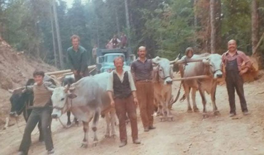 Türkiye’nin ilk orman grevlerinden biri: 1960’taki Öküz Arabacıları Direnişi